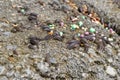 Pill bugs on gray concrete with multicolored pebbles