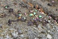 Pill bugs on gray concrete with multicolored pebbles Royalty Free Stock Photo