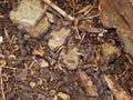 Wood lice or pill bugs in sticks on the forest floor