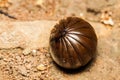 Pill millipede in ball shape on ground Royalty Free Stock Photo
