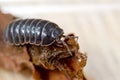 Pill or Sow Bug