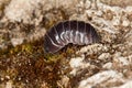 Pill woodlouse Royalty Free Stock Photo