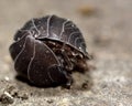 Pill woodlouse (Armadillidium vulgare) rolled up Royalty Free Stock Photo