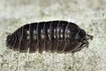 Pill woodlouse (Armadillidium vulgare) Royalty Free Stock Photo