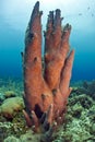 Pillar coral Royalty Free Stock Photo
