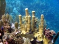 Pillar Coral Royalty Free Stock Photo