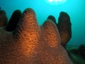 Pillar Coral Royalty Free Stock Photo