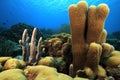 Pillar coral (dendrogya cylindrus)