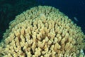 Pillar coral