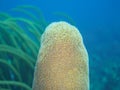 Pillar coral, Dendrogyra cylindrus. CuraÃÂ§ao, Lesser Antilles, Caribbean