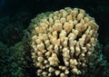 Pillar coral Royalty Free Stock Photo
