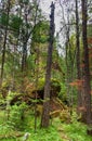Pillar Firstborn. Russian reserve Stolby Nature Sanctuary. Near Krasnoyarsk
