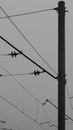 Pillar with power cables. Pillar with power cables. Black and white photo. Royalty Free Stock Photo