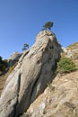 Pillar rock with tree, Crimea mountains.Landscape.