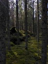 Pillar spruce forest in Tiveden natural reserve