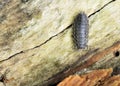 Pillbug Royalty Free Stock Photo