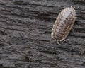 Pillbug