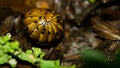 Pillbug on forest floor Royalty Free Stock Photo