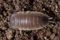 Pillbug on the dirt Royalty Free Stock Photo