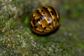 Pillbug on mossy moist rock Royalty Free Stock Photo