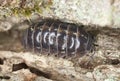 Pillbug on wood Royalty Free Stock Photo