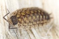 Pillbug on wood Royalty Free Stock Photo