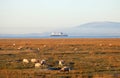 Pilling Marsh sheep Isle of Man boat Black Combe