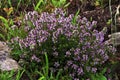 A pillow of wild thyme Royalty Free Stock Photo