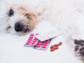 Pills and painkillers of white sick dog, Animal pain medication concept