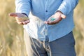 Pills and rye in different hands with a man standing in a field, a choice between healthy and natural products and fake Royalty Free Stock Photo