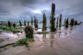 Pilmore Groynes 7