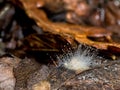 Pilobolus kleinii. Small fungus in dew, autumn detail. Royalty Free Stock Photo