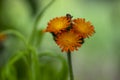 Pilosella aurantiaca orange Hawkweed wild flowering plant, summer fox-and-cubs flowers on tall stem in bloom Royalty Free Stock Photo