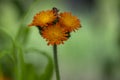 Pilosella aurantiaca orange Hawkweed wild flowering plant, summer fox-and-cubs flowers on tall stem in bloom Royalty Free Stock Photo