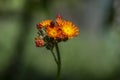 Pilosella aurantiaca wild flowering plant, orange flowers in bloom Royalty Free Stock Photo