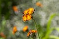 Pilosella aurantiaca wild flowering plant, orange flowers in bloom