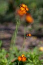 Pilosella aurantiaca wild flowering plant, orange flowers in bloom Royalty Free Stock Photo