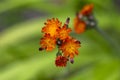 Pilosella aurantiaca wild flowering plant, orange flowers in bloom