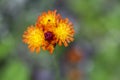 Pilosella aurantiaca wild flowering plant, orange flowers in bloom