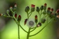 Pilosella aurantiaca wild flowering plant, orange flowers in bloom Royalty Free Stock Photo