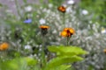 Pilosella aurantiaca wild flowering plant, orange flowers in bloom Royalty Free Stock Photo