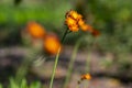 Pilosella aurantiaca wild flowering plant, orange flowers in bloom Royalty Free Stock Photo