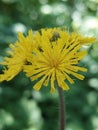 Pilosella caespitosa Royalty Free Stock Photo