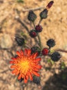 Pilosella caespitosa orange is genus of perennial herbaceous plants of Asteraceae family. Near Mediterranean Sea, Mugla Royalty Free Stock Photo