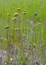 Pilosella floribunda synonym Hieracium floribundum, also known as pale hawkweed, smoothish hawkweed, yellow hawkweed Royalty Free Stock Photo