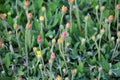 Pilosella officinarum grows in the wild