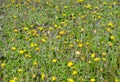 Pilosella officinarum, synonym Hieracium pilosella, known as mouse-ear hawkweed Royalty Free Stock Photo