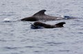 Pilot whale Royalty Free Stock Photo