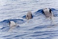 Pilot whale Royalty Free Stock Photo