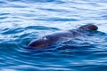 Pilot Whale Royalty Free Stock Photo